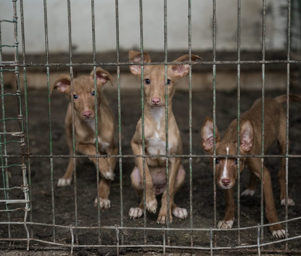 abandoned-dogs-in-a-cage.jpg